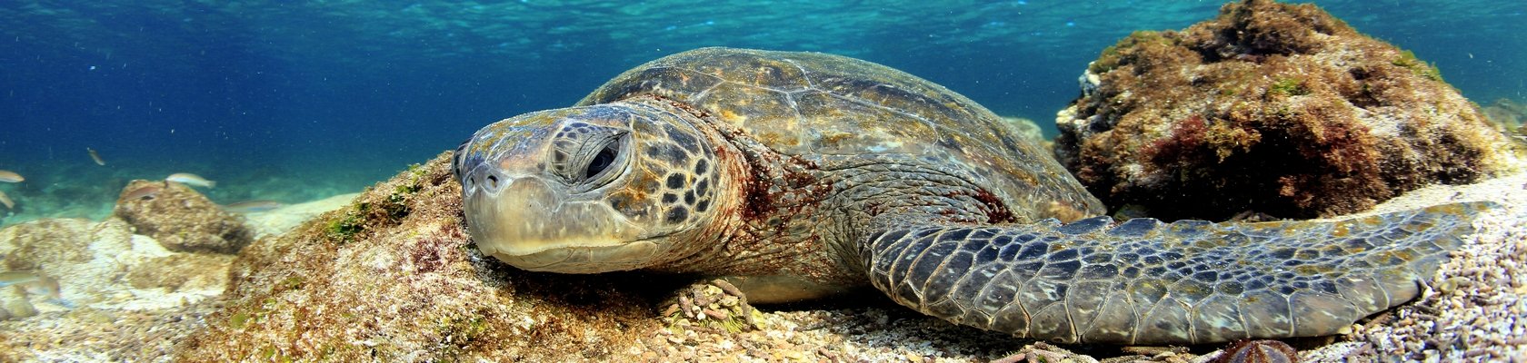 Eilandhoppen op de Galápagos