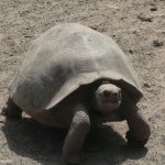 ec_al_galapagos 3.jpg