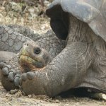 Galapagos, schildpad