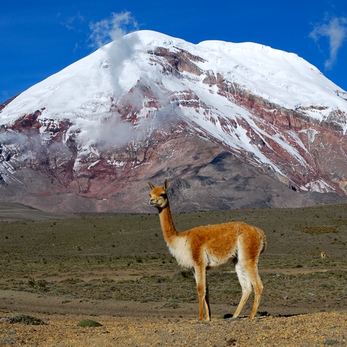 Vicuña in Chimborazo Nationaal Park