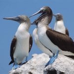 Galapagos, Atacames vogel
