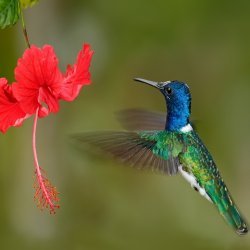 ec_al_hummingbird,tandayapa.jpg