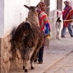 Cuzco, kind met lama