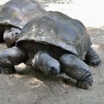 za_al_schildpad.jpg