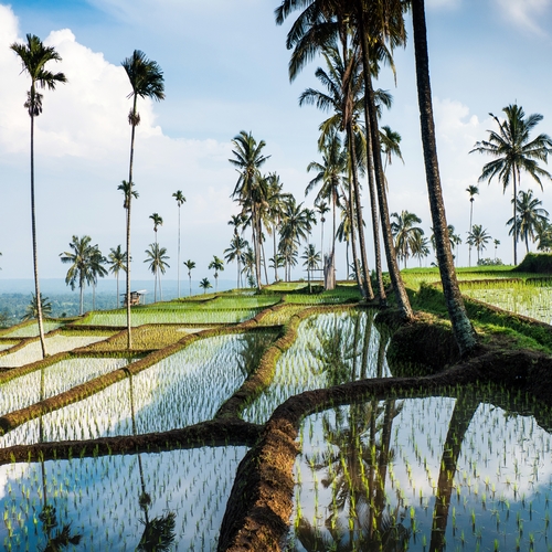 Lombok, rijstvelden