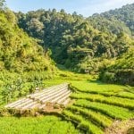 Rijstterrassen, Sumatra