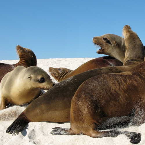 Galápagos, zeeleeuwen