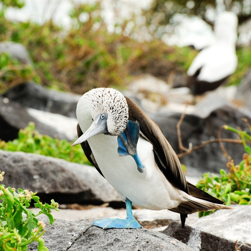 Galápagos, blauwvoetgent