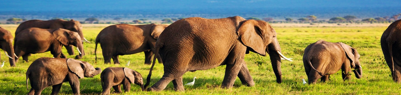 Op safari in Chobe Nationaal Park