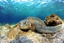 shutterstock_148308488 sea turtle sleeping underwater galapagos islandsp5.jpg
