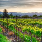 us_al_winecountryca.jpg
