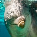us_al_sandiegoseaworld2.jpg