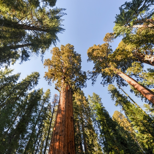 Sequoiabomen