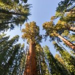 us_al_sequoianp.jpg