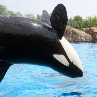 us_al_sandiegoseaworld.jpg