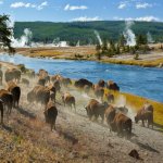 us_al_yellowstone buffels2.jpg