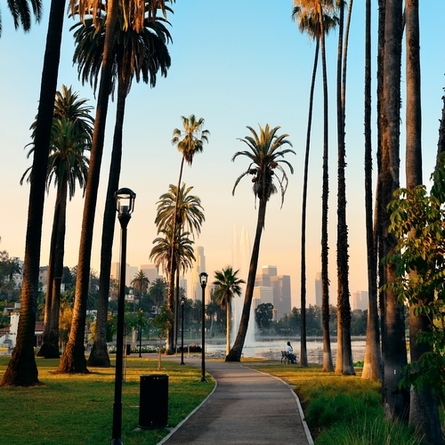 Palmbomen in Los Angeles