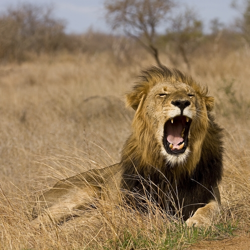 Kruger Nationaal Park