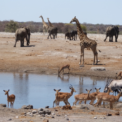 Wildsafari in Etosha Nationaal Park
