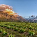 za_al_stellenbosch1.jpg