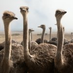 za_al_oud_struisvogels.jpg