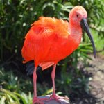 za_al_kny_vogelpark.jpg