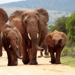 Olifanten in Addo Nationaal Park