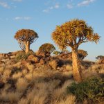 za_al_ket_quiver tree forest.jpg