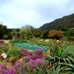 za_al_kaa_kirstenbosch botanische tuin.jpg