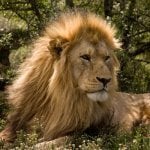 Leeuw in Phalaborwa (Krugerpark)