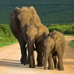 za_al_addo national park2.jpg