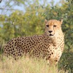 za_al_hoe_cheetah.jpg