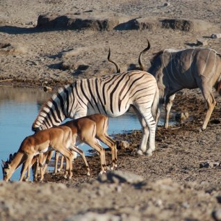 za_al_etosha national park2.jpg