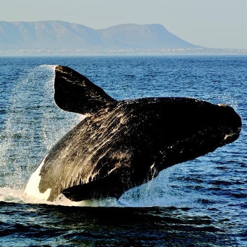 Walvis in Hermanus