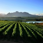 za_al_stellenbosch2.jpg