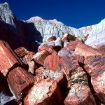 za_al_dam_petrified forest.jpg