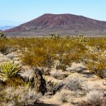 us_al_mojavepreserve.jpg