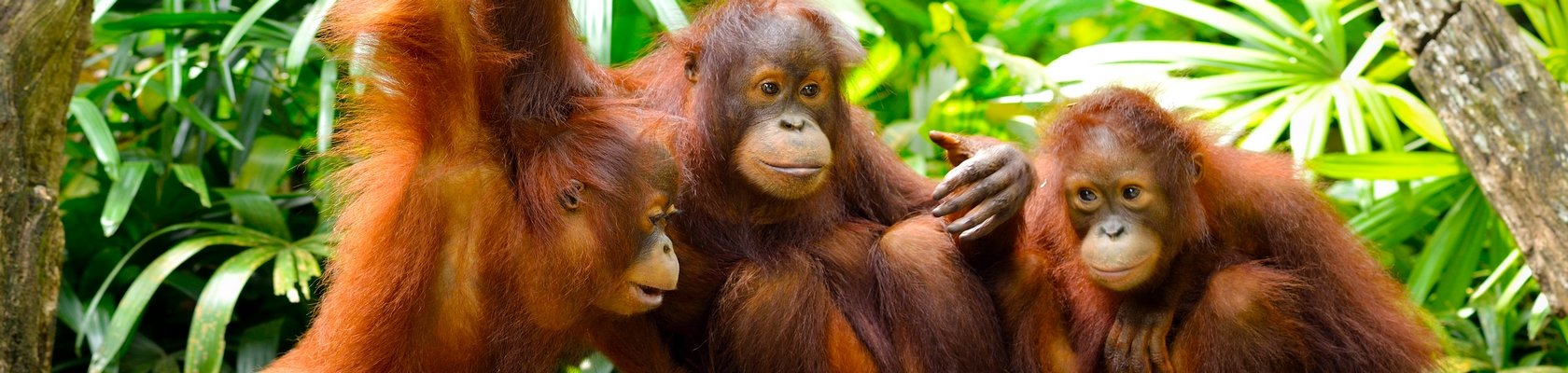 Orang oetans, Sumatra