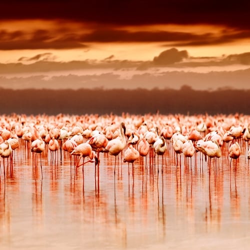 Lake Nakuru, flamingo's