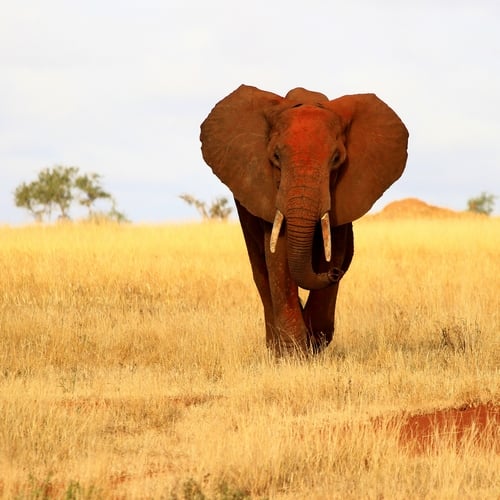 Olifant in Tsavo Nationaal Park