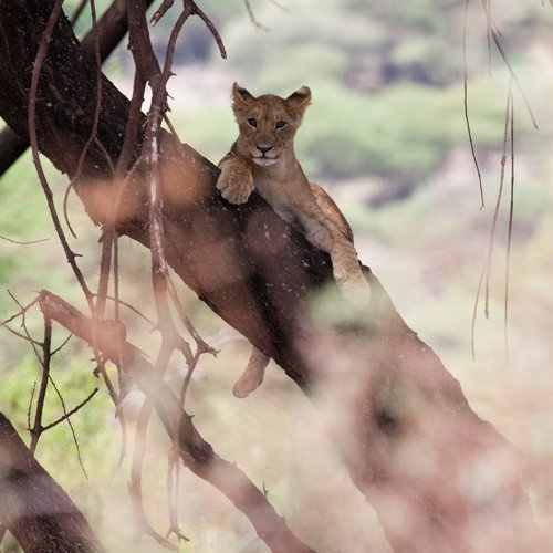 ke_al_lakemanyara.jpg