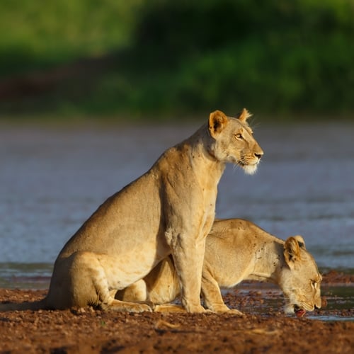 Leeuwen in Samburu NP