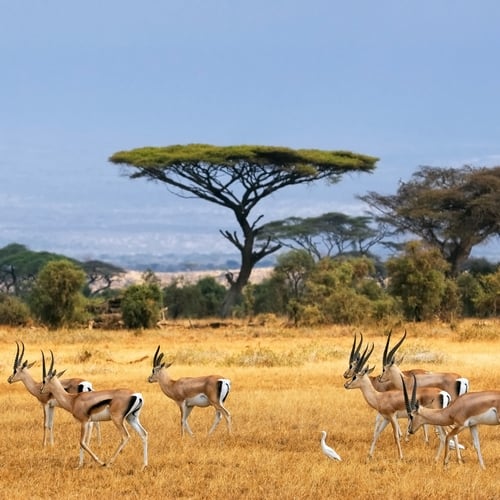 Amboseli landschap, impala's