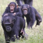 ke_al_olpejeta.jpg