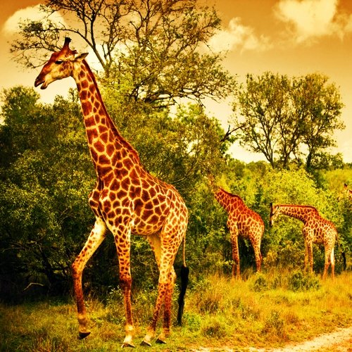 ke_al_masaimara giraffe.jpg