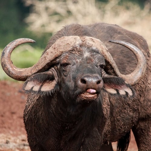 Aberdares Nationaal Park, buffel