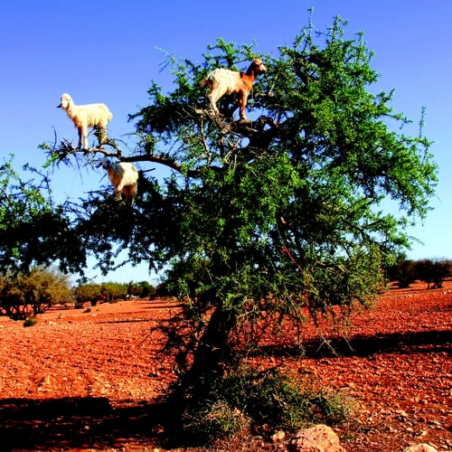 Marokko, Agadir