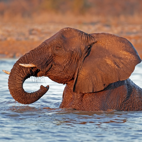 Olifant in Etosha Nationaal Park