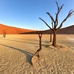 Deadvlei, bomen