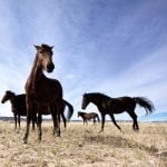 L&uuml;deritz, paarden